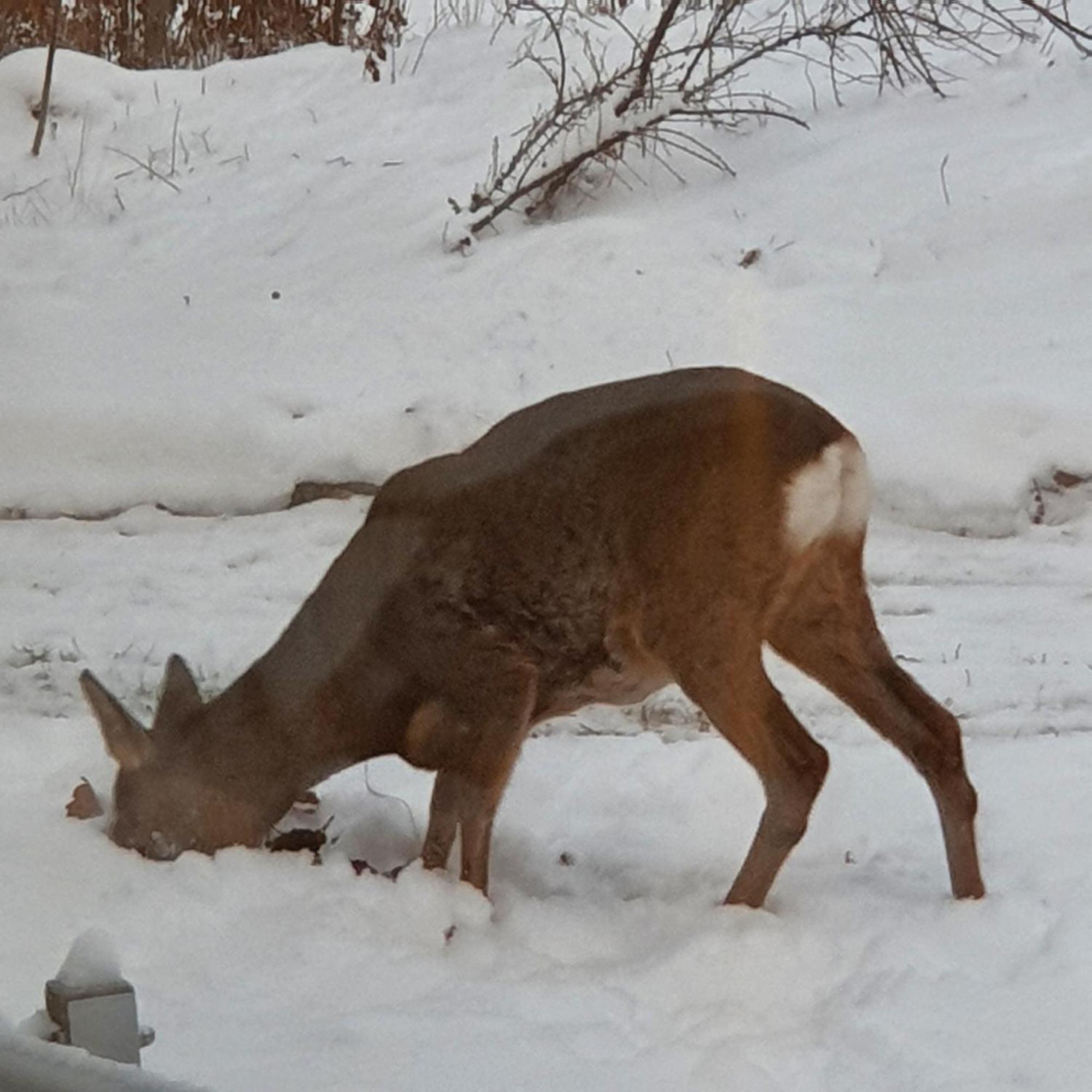 Villa Torpet Gardsvaegen Hammar Esterno foto